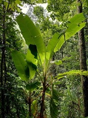 Musa banksii