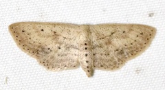 Scopula aemulata