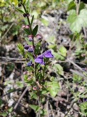 Scutellaria antirrhinoides