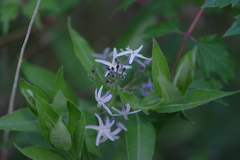 Amsonia repens