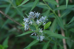 Amsonia repens