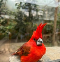Cardinalis phoeniceus