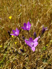 Brodiaea coronaria