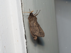 Oxycanus antipoda