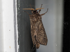 Oxycanus antipoda