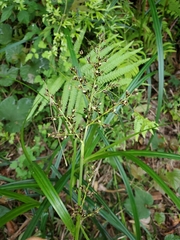Scleria terrestris