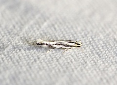 Melanocinclis lineigera