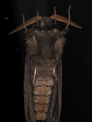 Oxycanus antipoda