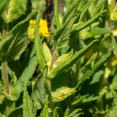 Diplacus clevelandii