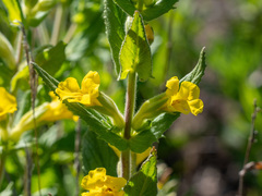 Diplacus clevelandii