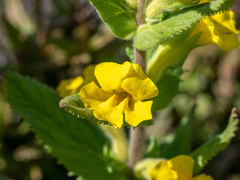 Diplacus clevelandii