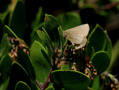 Callophrys augustinus iroides