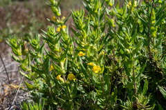 Diplacus clevelandii