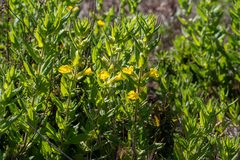 Diplacus clevelandii