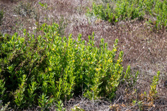 Diplacus clevelandii