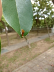 Graphium doson postianus