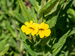 Diplacus clevelandii