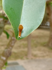 Graphium doson postianus