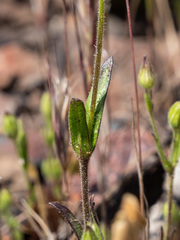 Silene multinervia