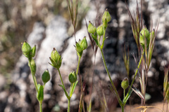 Silene multinervia