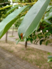 Graphium doson postianus