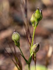 Silene multinervia