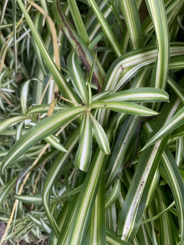 Kuokštinis chlorofitas nuotrauka