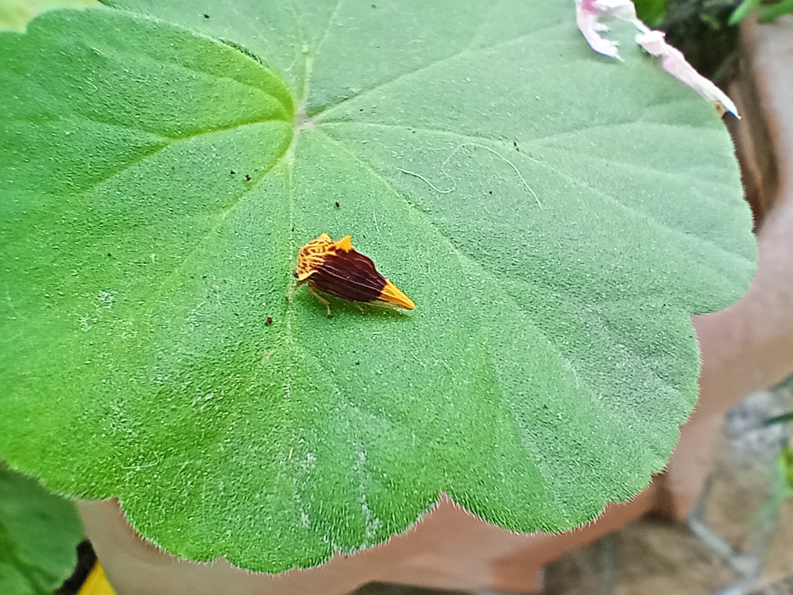 Ennya chrysura image