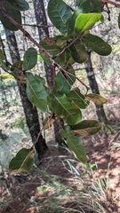 Quercus spinosa