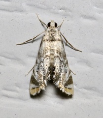 Eoparargyractis irroratalis