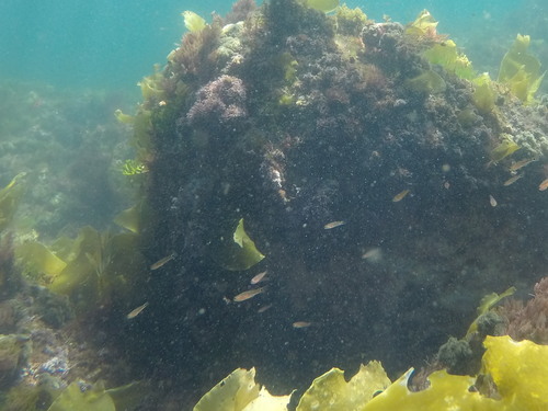 Pomatoschistus flavescens