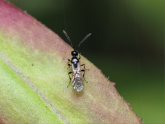 Spilomicrini