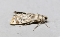 Eoparargyractis irroratalis