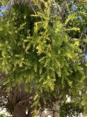 Melaleuca bracteata