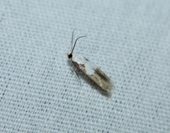 Mompha circumscriptella