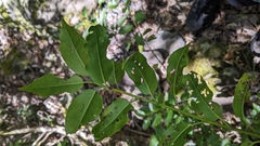 Ilex pedunculosa