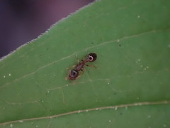 Leptothorax
