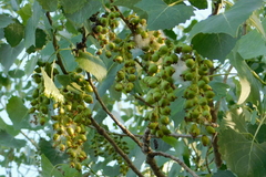 Populus fremontii