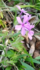 Phlox amoena