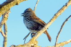 Melospiza melodia