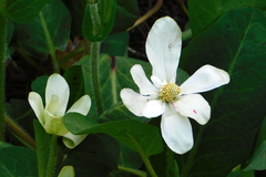 Anemopsis californica