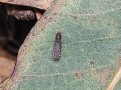 Teratomyzidae