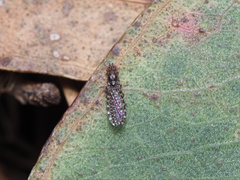 Teratomyzidae