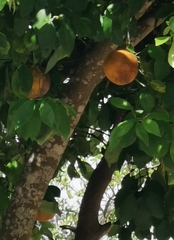Citrus paridisi