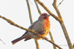 Haemorhous mexicanus