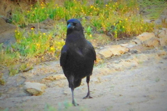 Corvus brachyrhynchos