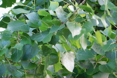 Populus fremontii