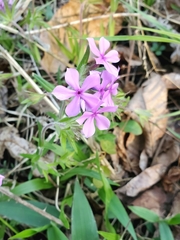 Phlox amoena