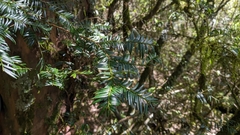 Taxus mairei