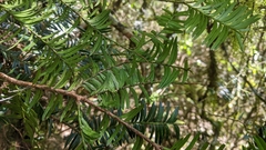 Taxus mairei